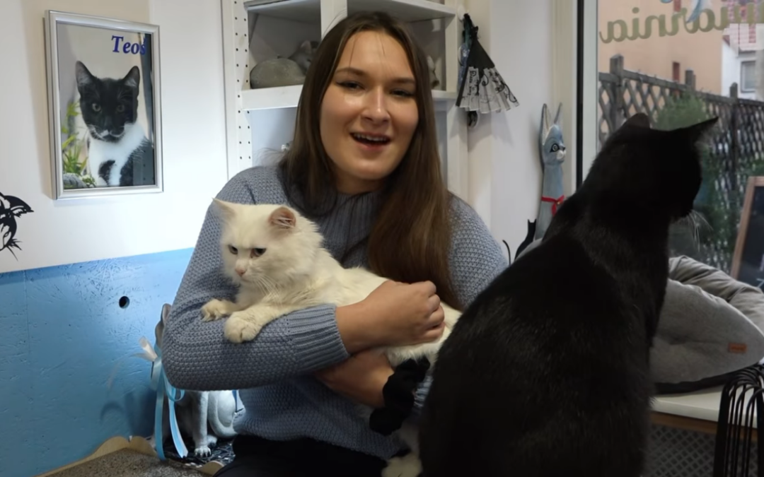 Studencka Miejscówka- Kocia Kawiarnia Niebieski Kot