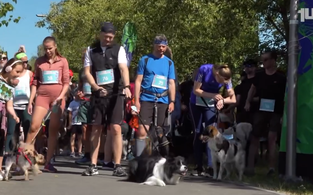 Dogtrekking ponownie zawitał na opolską Malinę.